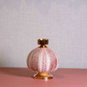 Alternative view of Catiçal ouriço do mar