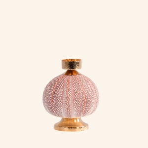 Catiçal ouriço do mar