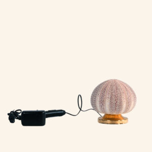 Alternative view of Sea urchin lamp