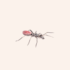 Pink Ant