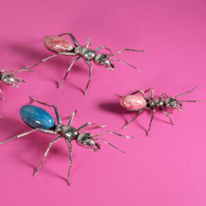 Alternative view of Formiga rainha rosa