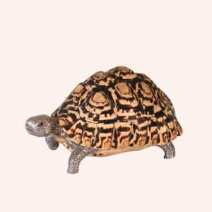 Tartaruga leopardo