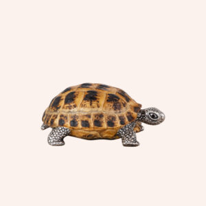 Tartaruga horsfield