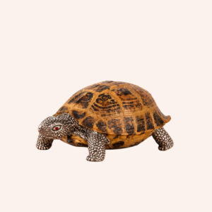 Tartaruga horsfield