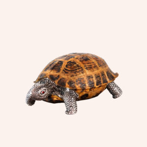 Tartaruga horsfield