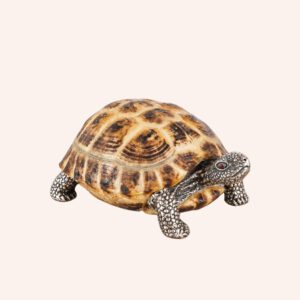 Tartaruga horsfield